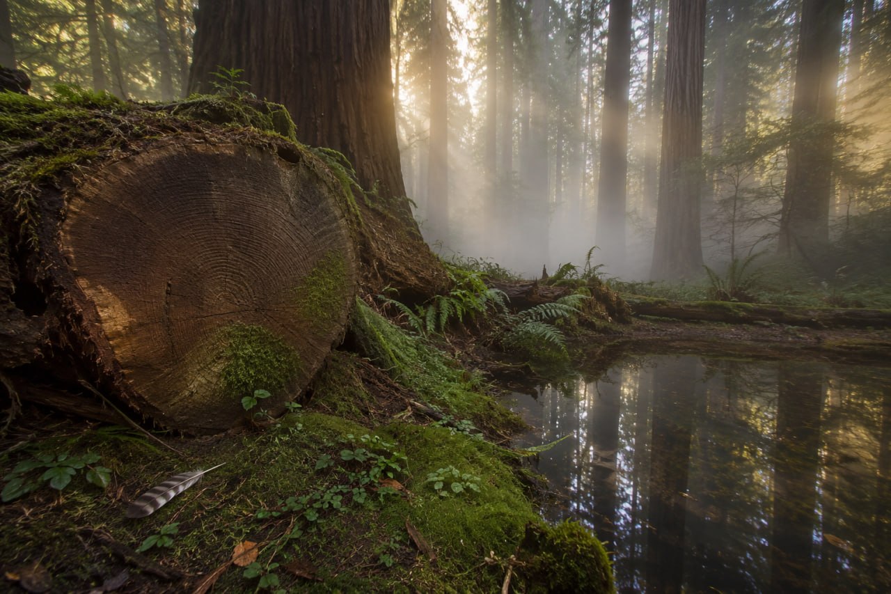 Mossy redwood forest with soft morning light filtering through the trees, reflected in still water